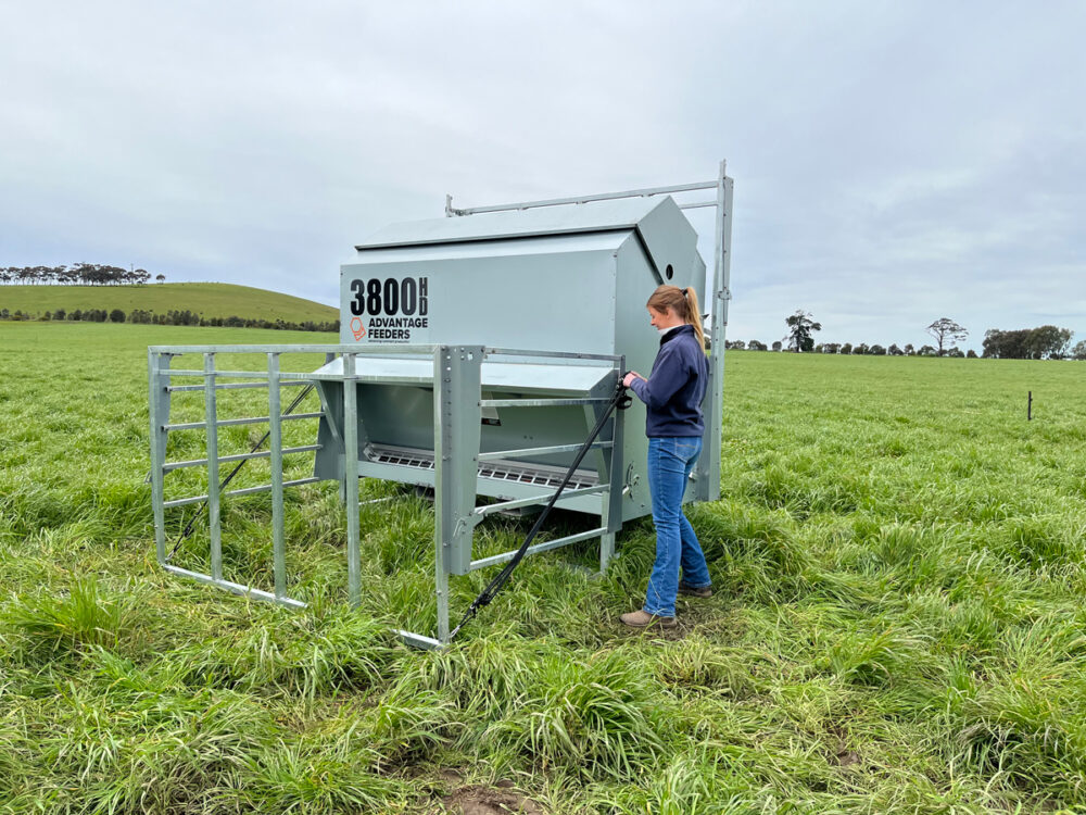 Calf Creep Gate Wide - Image 3