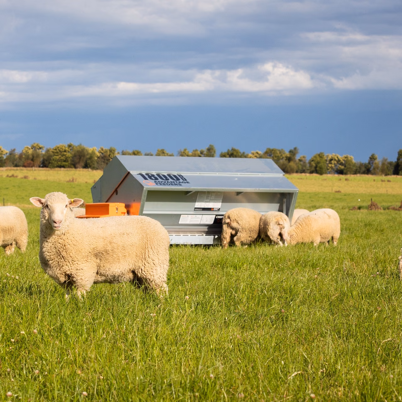 1800HD Grain Feeder - Image 3